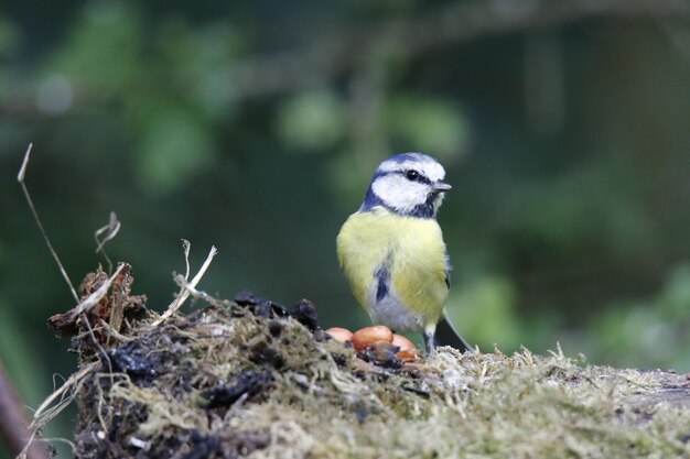 Blue tit perched on a log