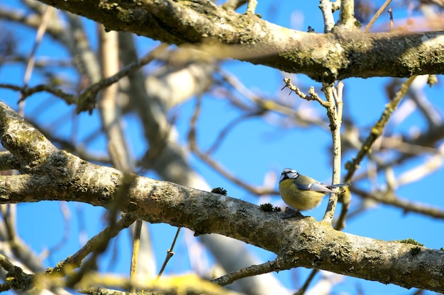 Blue Tit perching on a branch in the early morning spring sunshine