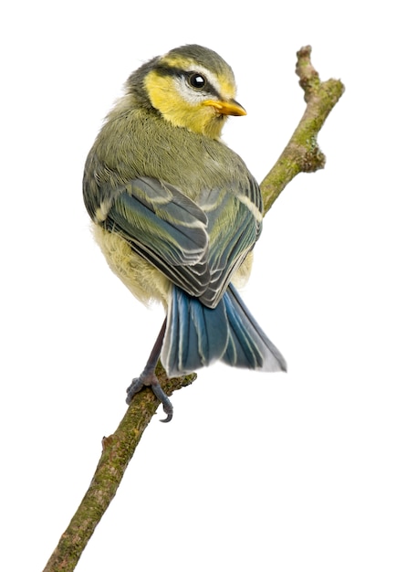 Blue Tit, perching on branch