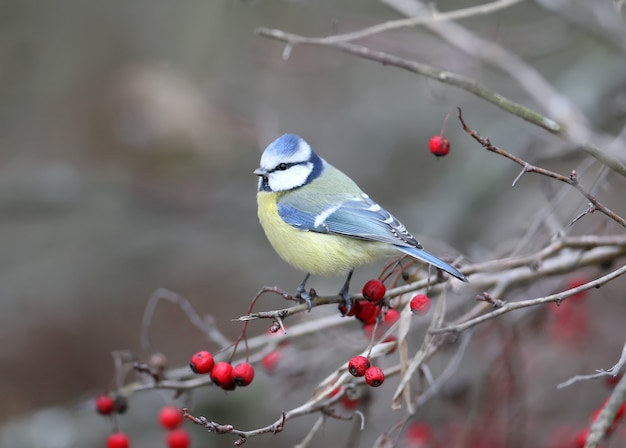 Photo blue tit shot on a hawthorn bush surrounded by red berries