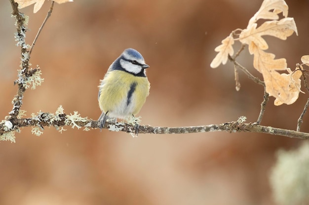 A blue tit sits on a branch in the winter.