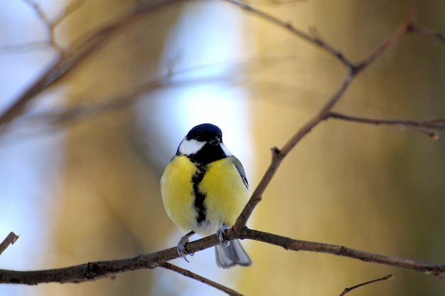 Blue tit in the winter time