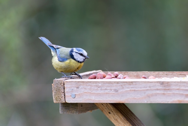 Blue Tit on a wooden table looking for food