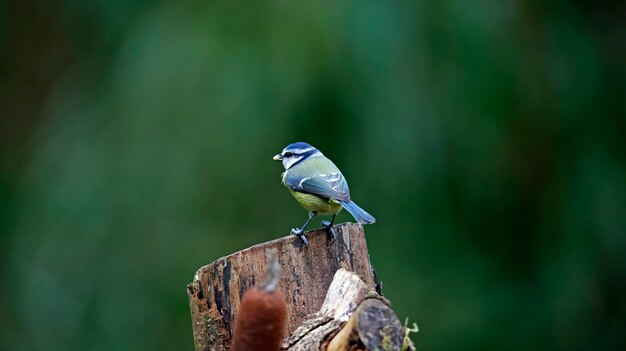 Blue tits feeding in the woods