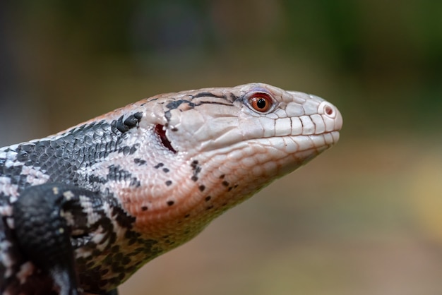 Blue tongue skink also known as panana lizard