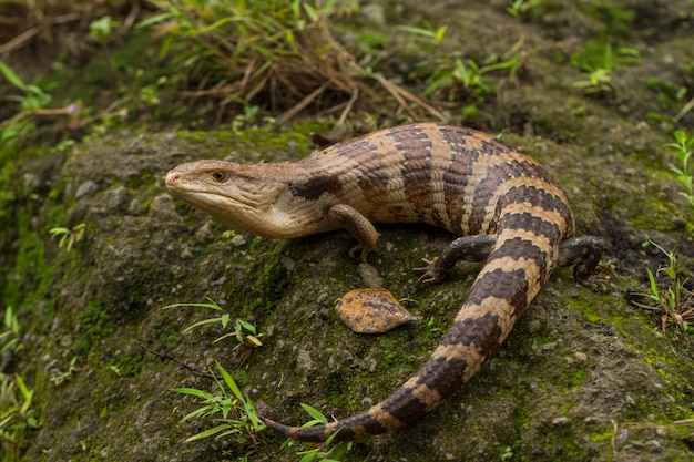 Tiliqua gigas로 알려진 푸른 혀 껍질 도마뱀