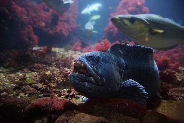 Blue Toothy Monster, living on the seabed