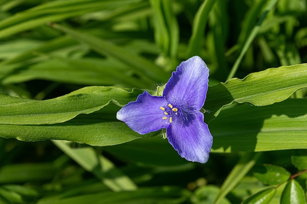 庭の青いムラサキツユクサの花。