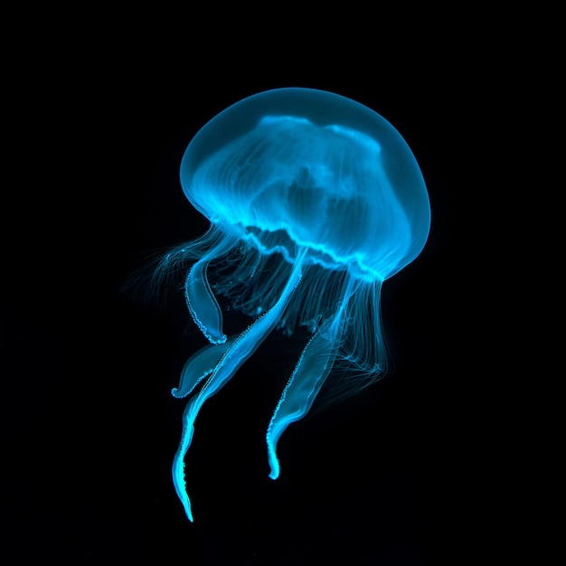 Blue transparent jellyfish close-up. Isolated on a black background.