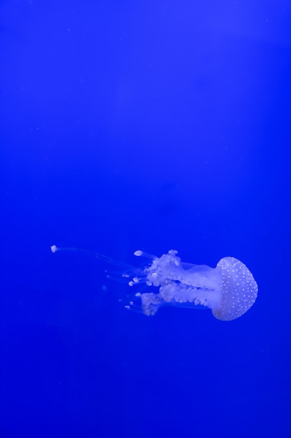 Blue transparent jellyfish floats through water on a blue background. Free space for text