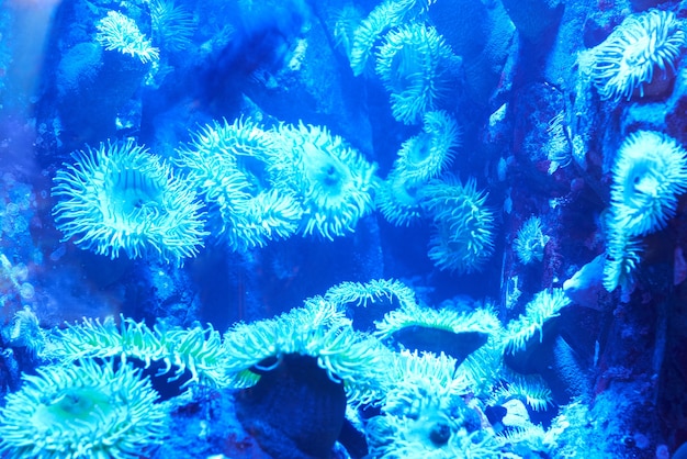 サンゴ礁の青い熱帯サンゴ。海中ショット