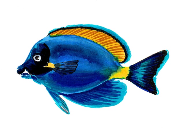 Blue tropical fish on white background