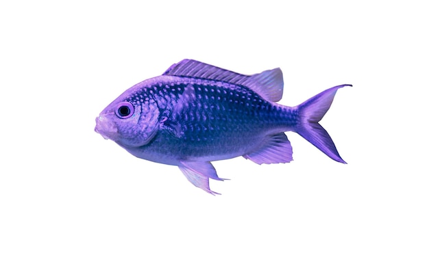 Pesce tropicale blu