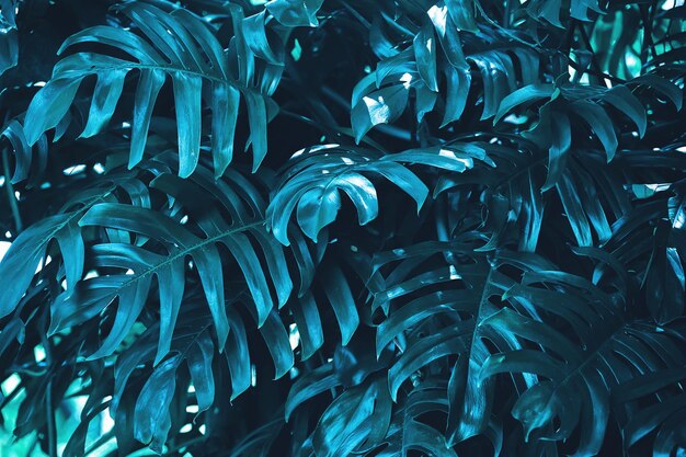 Blue tropical foliage