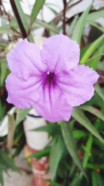 Blue tufted flower on the office terrace