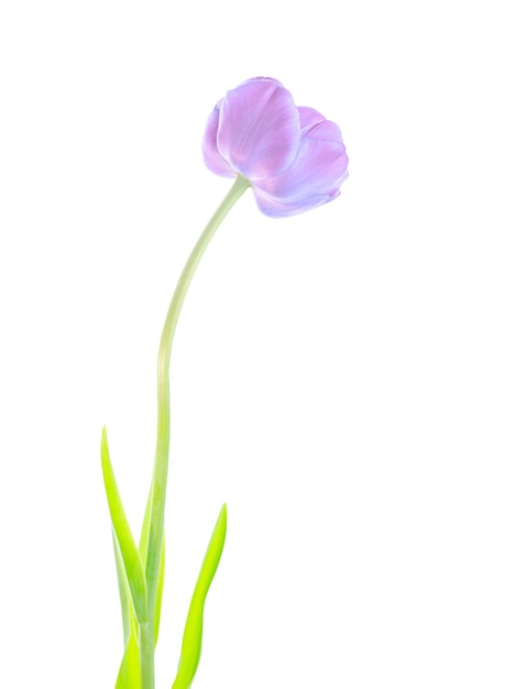 Blue tulip flower isolated