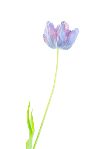 Blue tulip isolated on the white background