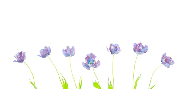 Blue tulip set isolated on a white