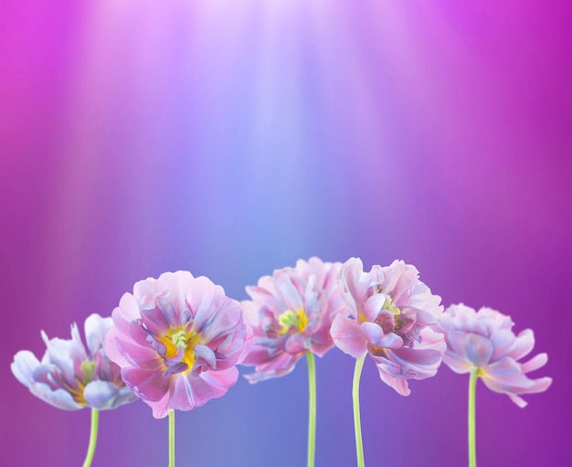 Blue tulips spring background