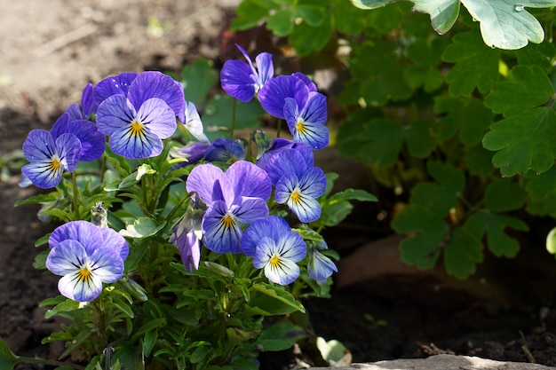 Blue  V­ola  blooming  flowers brunch   in garden