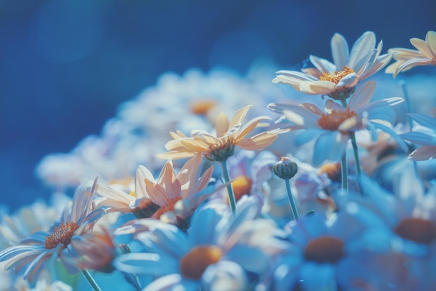 Blue vintage daisy floral background