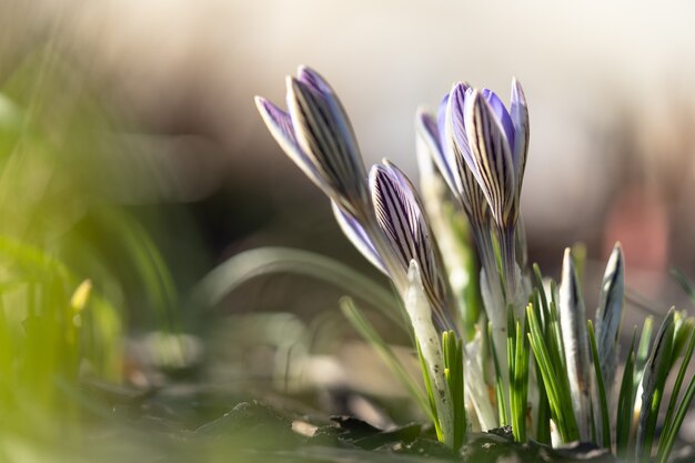 Blue violet crocus blooming on field, selective focus, blurred background with sun light. Springtime