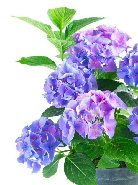 Blue and violet fresh hortensia blooming flowers bush with green leaves close up isolated on white background