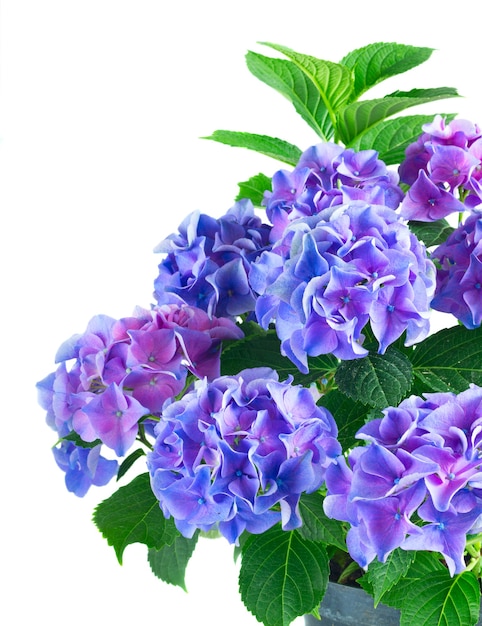 Blue and violet fresh hortensia blooming flowers bush with green leaves isolated on white background