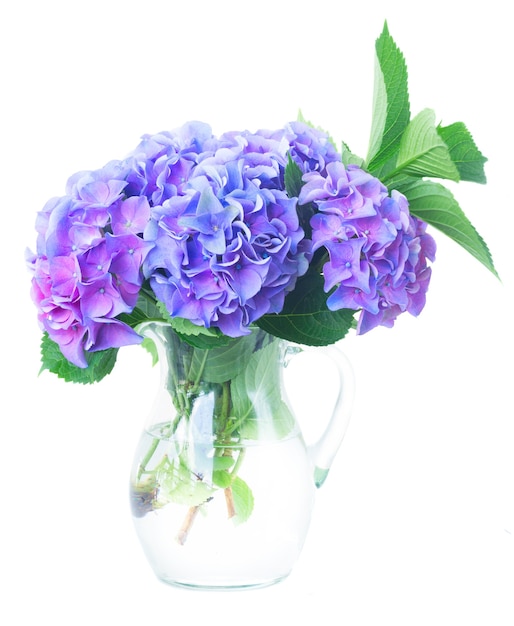 Синие и фиолетовые свежие цветы и зеленые листья гортензии в стеклянной вазе, изолированные на белом фоне