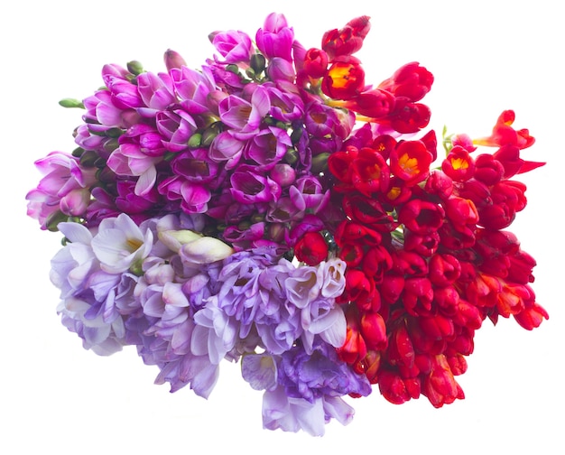 Photo blue, violet and red freesia flowers  isolated on white