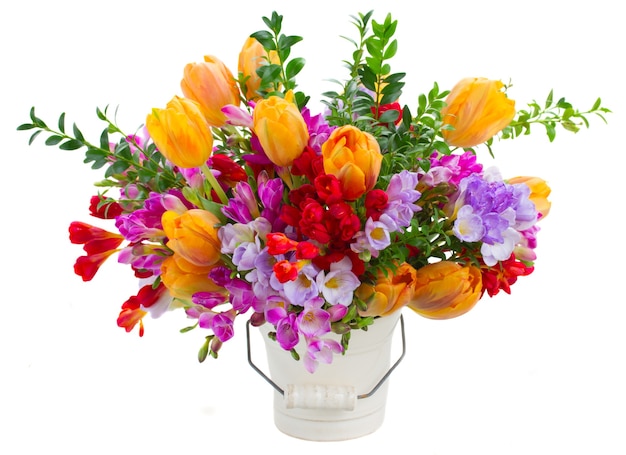 照片的蓝色、紫色和红色小苍兰孤立在白色和橙色的郁金香花
