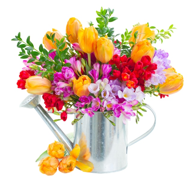 Blue, violet and red freesia and orange tulip flowers in metal pot isolated on white