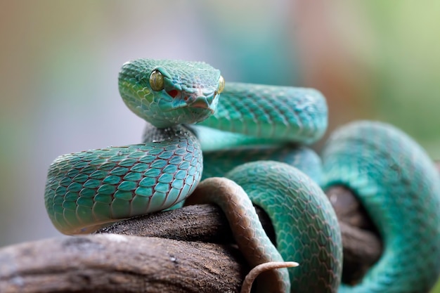 Serpente vipera blu sul ramo serpente vipera blu insularis