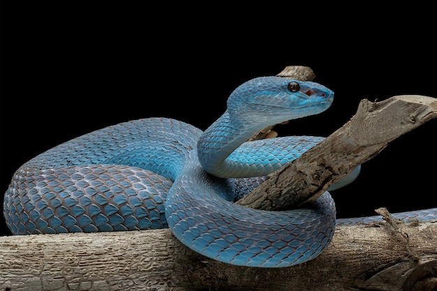 Blue viper snake on branch viper snake ready to attack blue insularis animal closeup