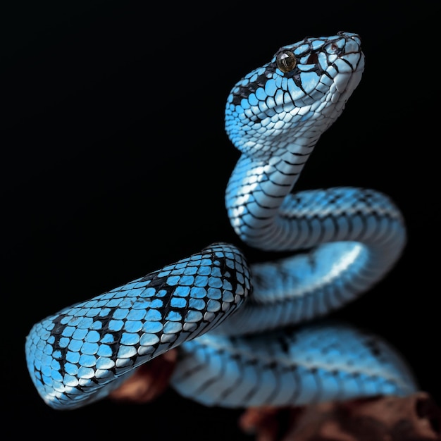 Blue viper snake in close up and detail