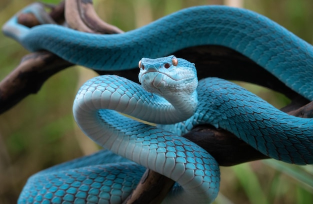 Blue viper snake in close up