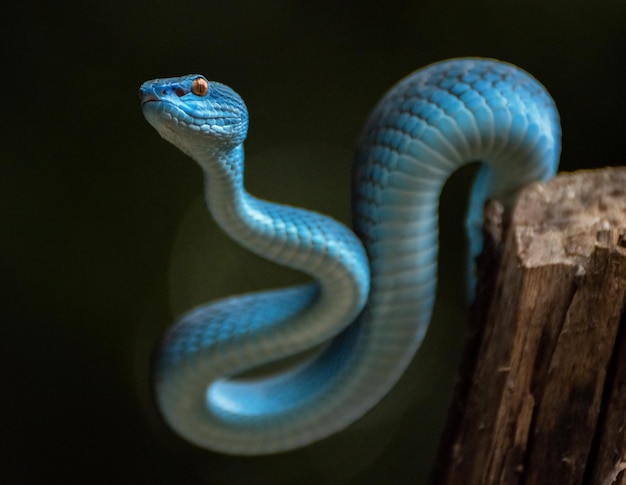 Blue viper snake in close up