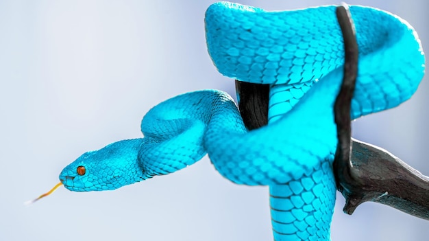 Blue viper snake in close up