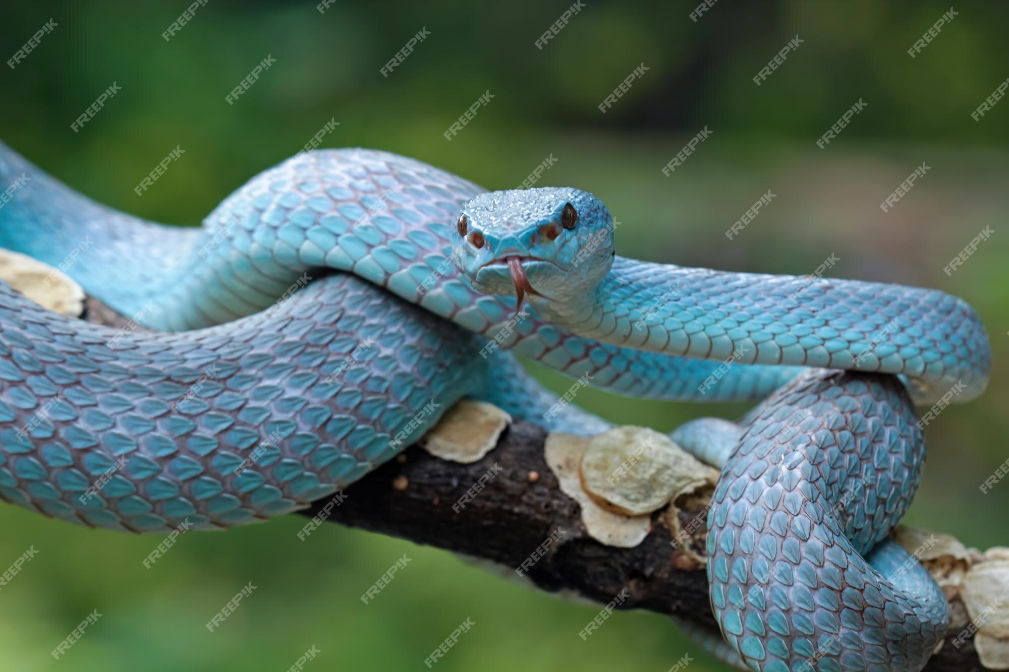 Frente Azul Víbora Cobra Closeup Víbora Cobra Azul Insularis Trimeresurus  fotos, imagens de © blackvenomblack@yahoo.com #661381802