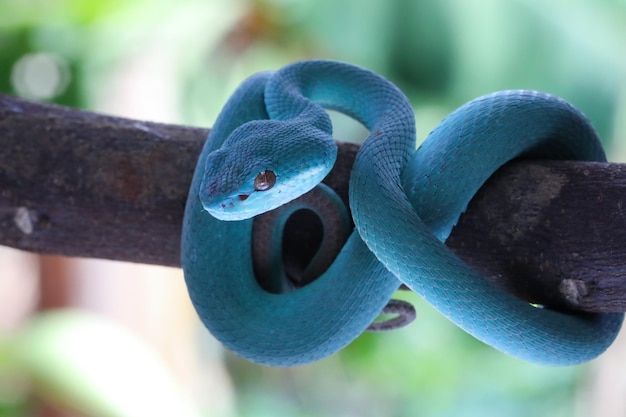 Blue viper snake closeup face, head of viper snake, Blue insularis snake