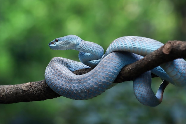 Primo piano del serpente della vipera blu testa di serpente del serpente della vipera primo piano animale di trimeresurus insularis blu dell'insularis