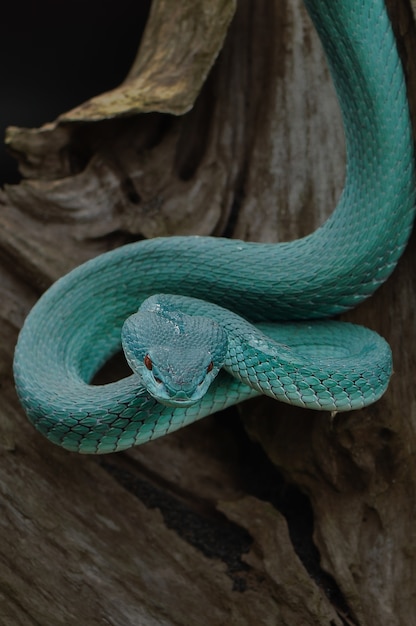 Foto blue viper snake, indonesia