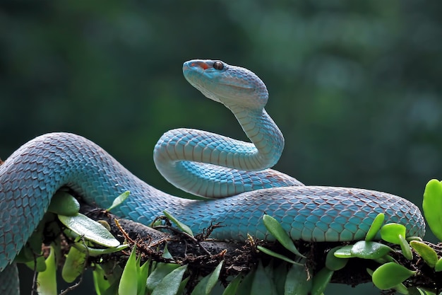 写真 青い島の動物のクローズアップを攻撃する準備ができている枝に青い毒蛇の蛇