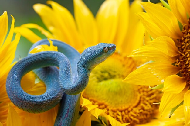 Blue viper snake on sunflower viper snake ready to attack