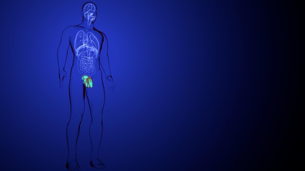 a blue wall with a human body and the word human in the middle