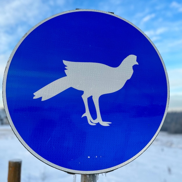 冬の農場で七面鳥と青の警告サイン 交通標識 バック グラウンドで雪に覆われた樹木が茂った丘