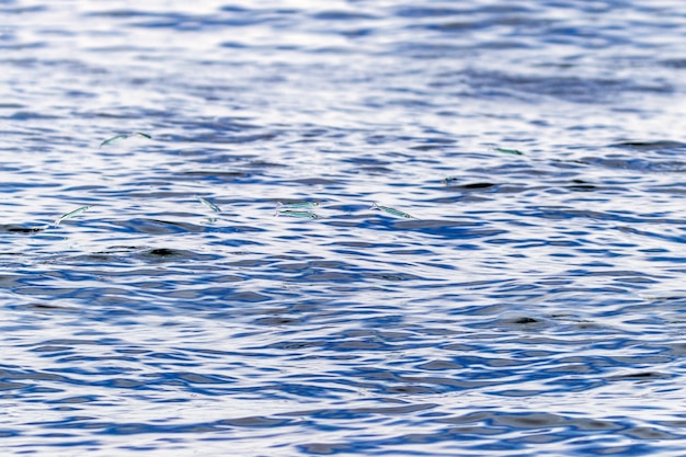 Фото Голубая вода фон. волны на поверхности воды, водянистая текстура