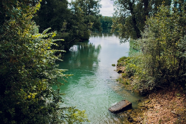 Blue water in a forest lake with pine trees.