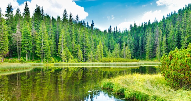 Blue water in a forest lake