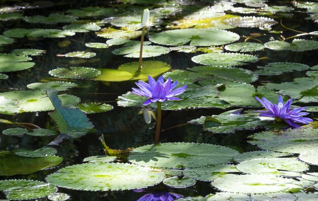 Голубые водяные лилии на острове Мартиника